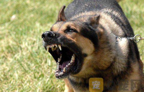 糾正狗狗對門鈴叫的方法